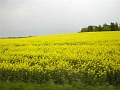 Skane (47)